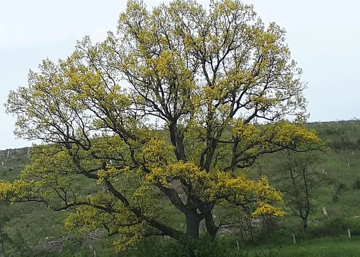 Vakantiehuis Goldeiche *